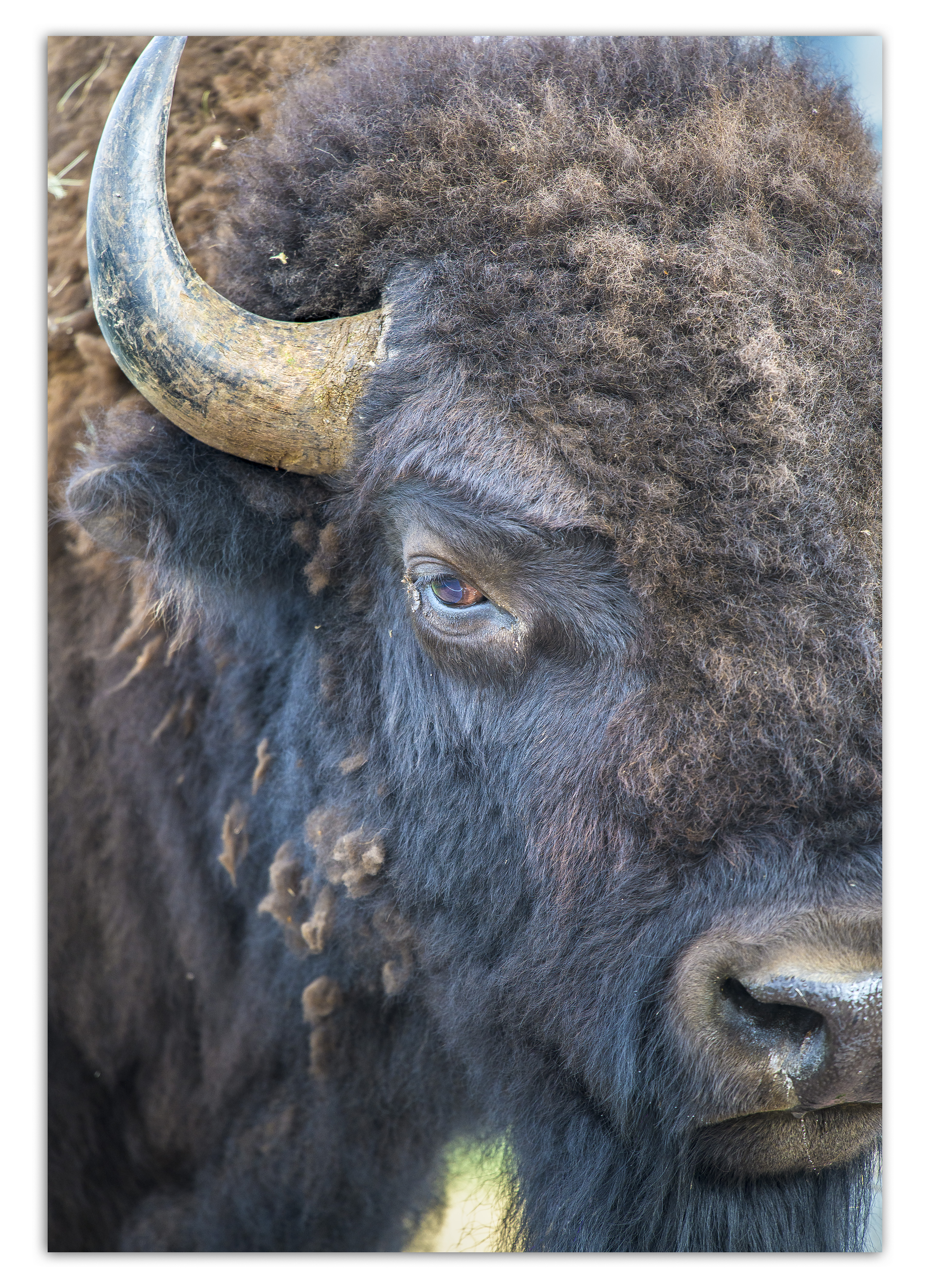 Bufflo