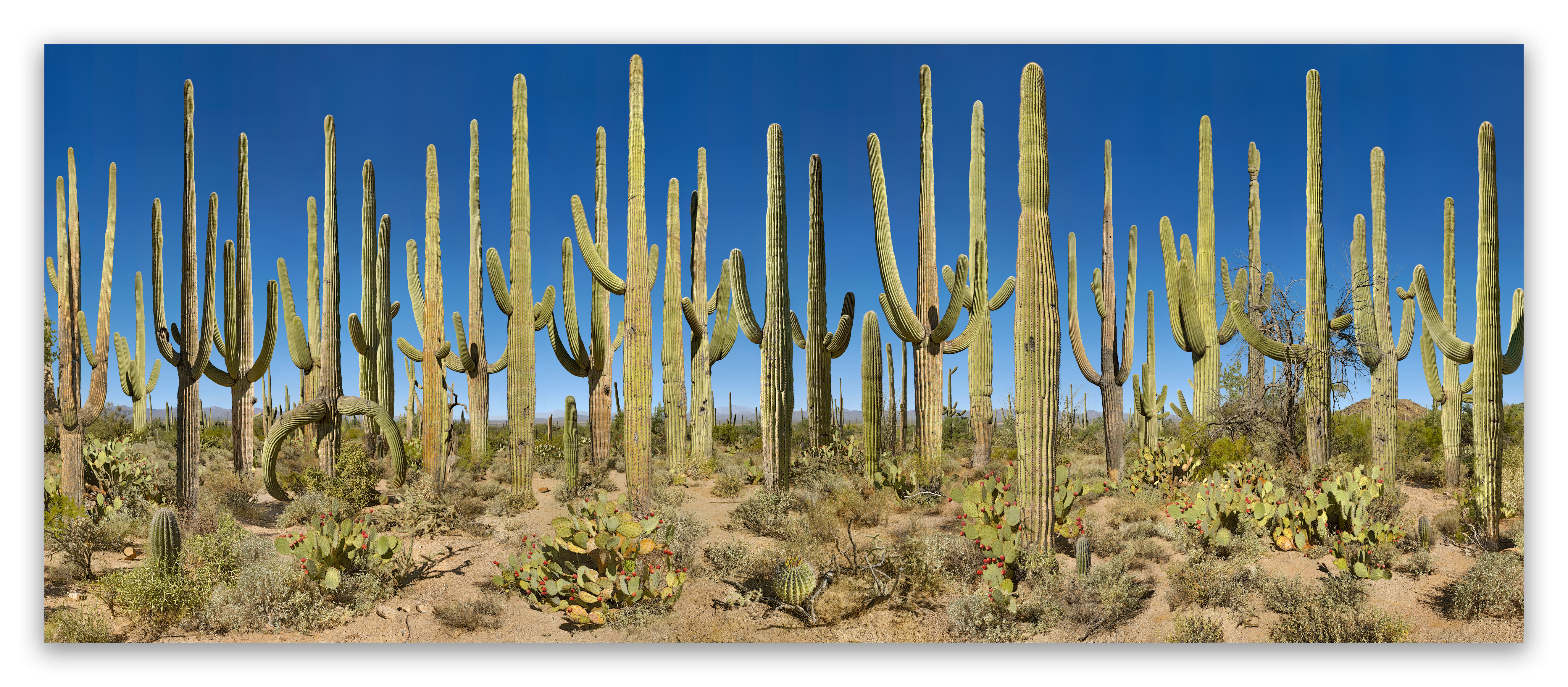 Saguaro West