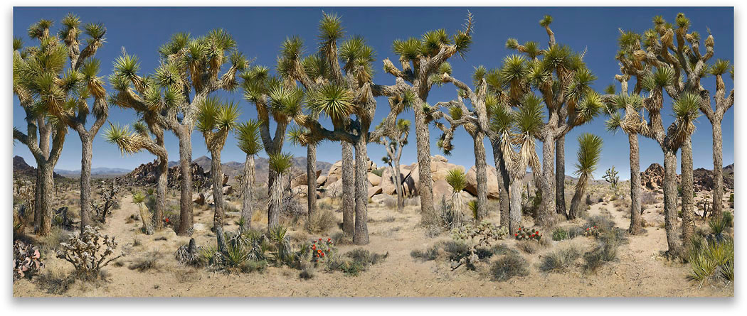 �2007 by Peter L. Hammond  All Rights Reserved
