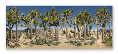 Images ©1998-2009 by Peter L. Hammond  All Rights Reserved